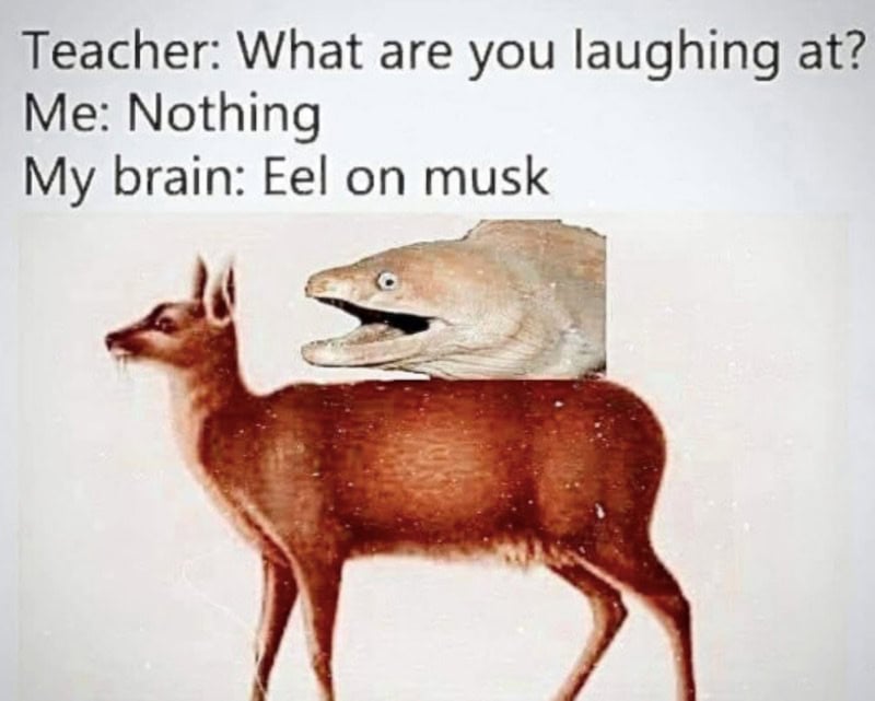 Humorous meme with a dog body and a fish head, about eels on musk.