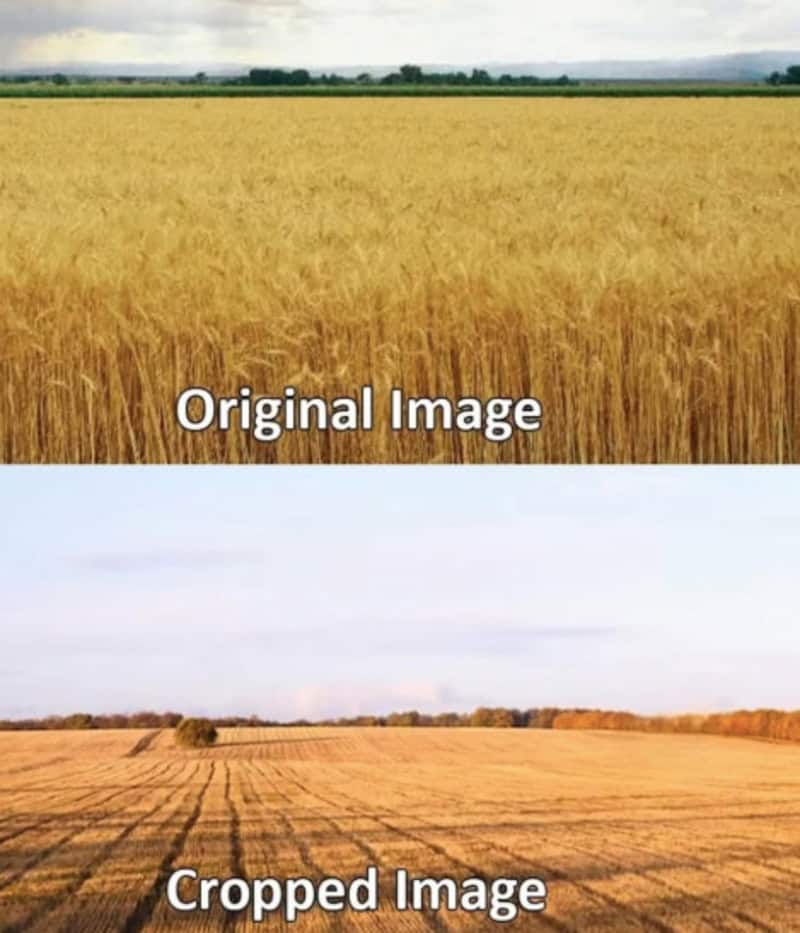 Comparison of a full wheat field and a cropped section of the same field.