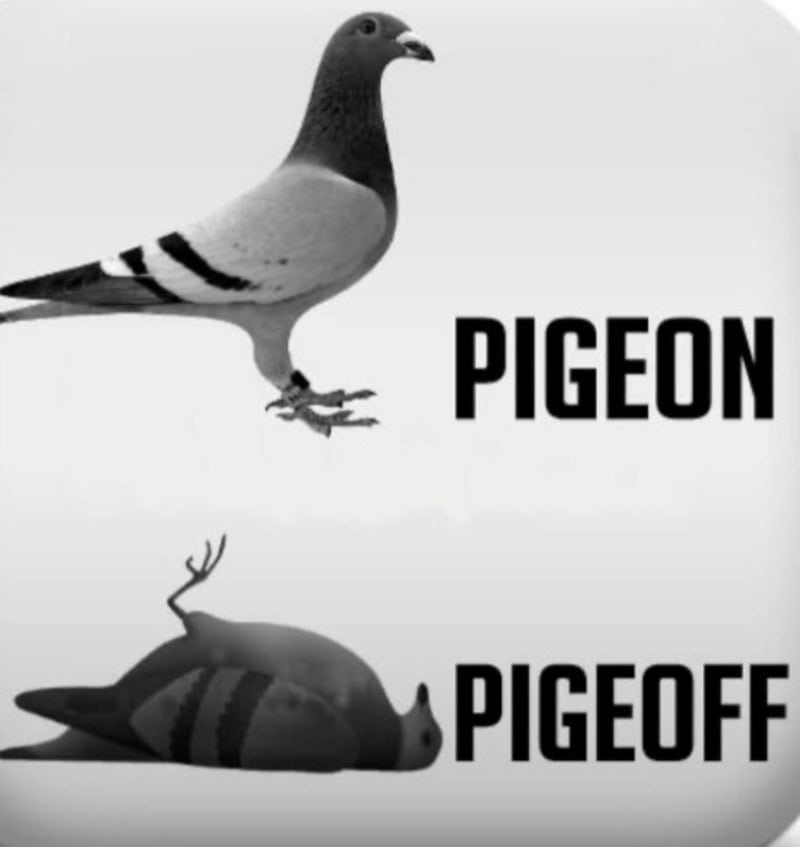 Pigeon with the text 'PIGEON' and a dead pigeon with 'PIGEOFF'.
