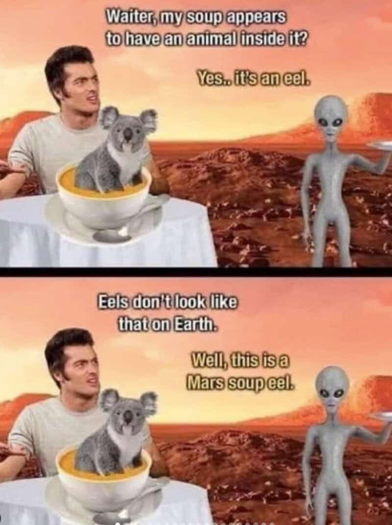 Funny alien and koala joke about a soup with an animal inside and a Mars soup eel.