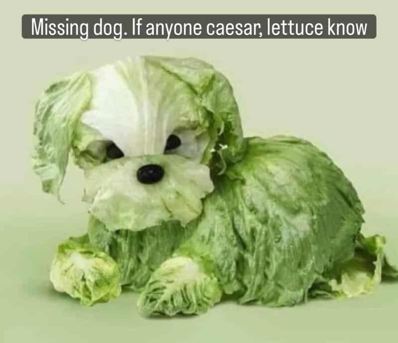 Lettuce dog with text: Missing dog. If anyone caesar, lettuce know.