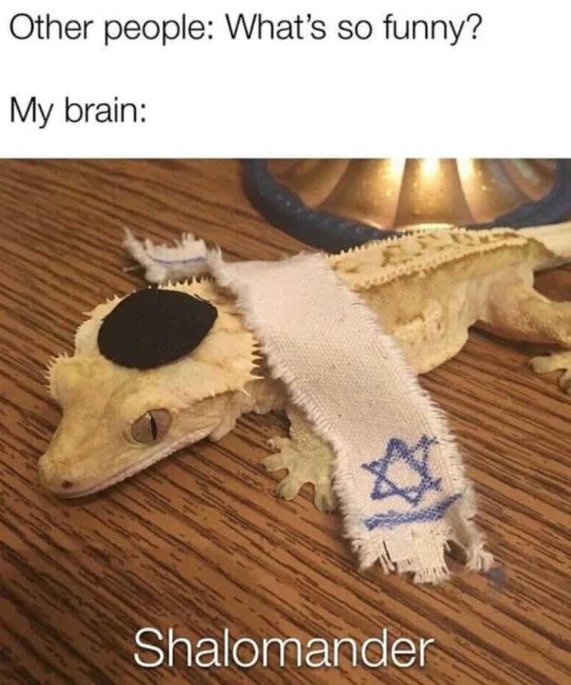 Lizard with sock on head, black eye patch, and Star of David sock, captioned 'Other people: What'sso.