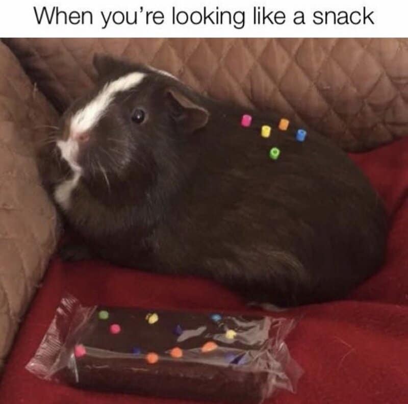 Guinea pig with colorful beads on its back, lying on a red surface with a snack in front.
