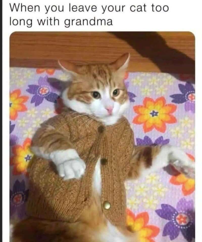 When you leave your cat too long with grandma.