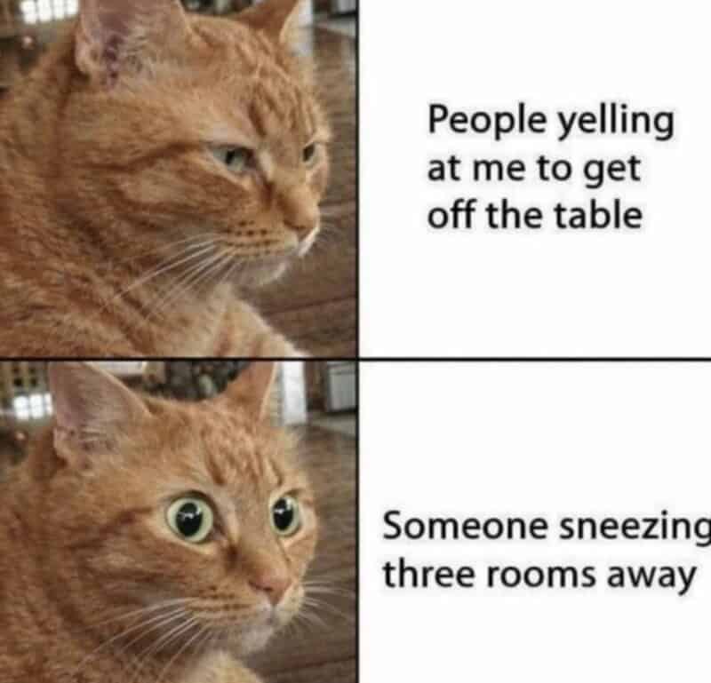 Cat with annoyed expression and wide-eyed surprise, meme about people yelling and sneezing.