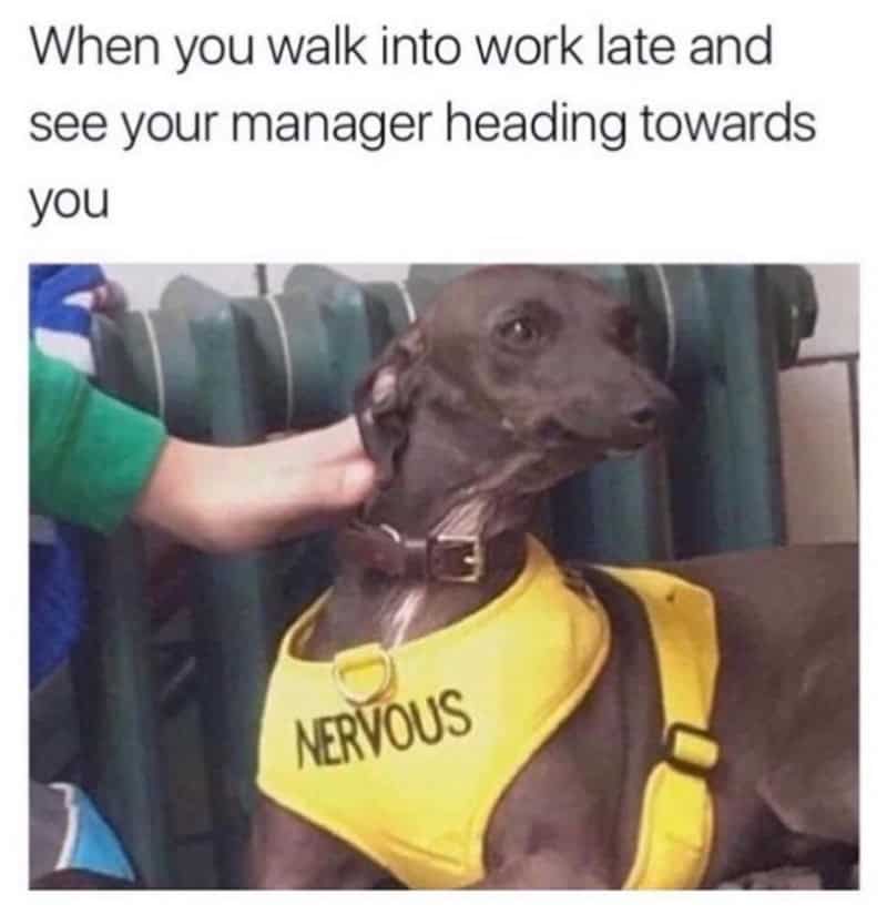 Dog wearing a yellow vest labeled 'Nervous' with a person petting its head.