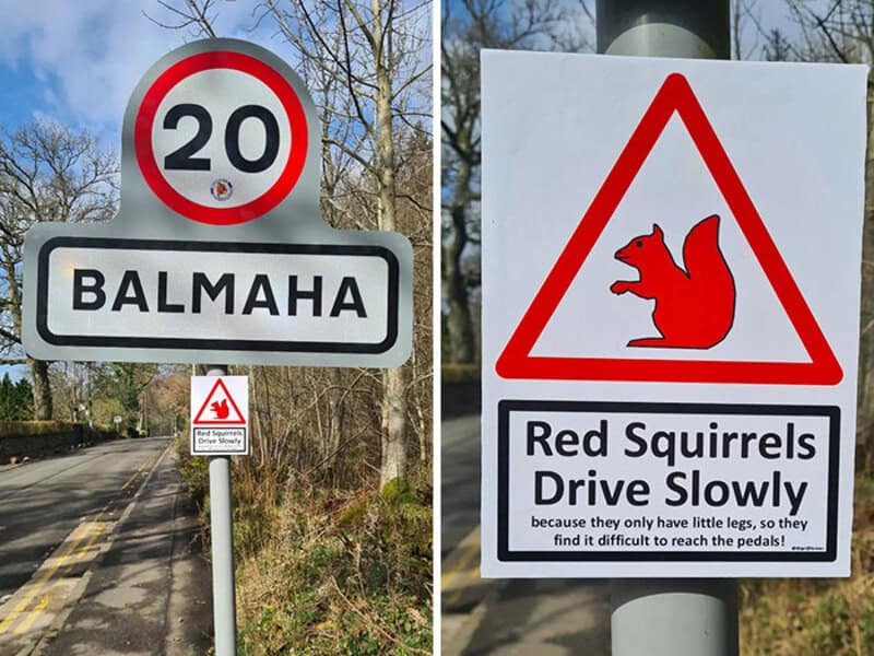 Speed limit 20 sign and a warning sign for red squirrels driving slowly.