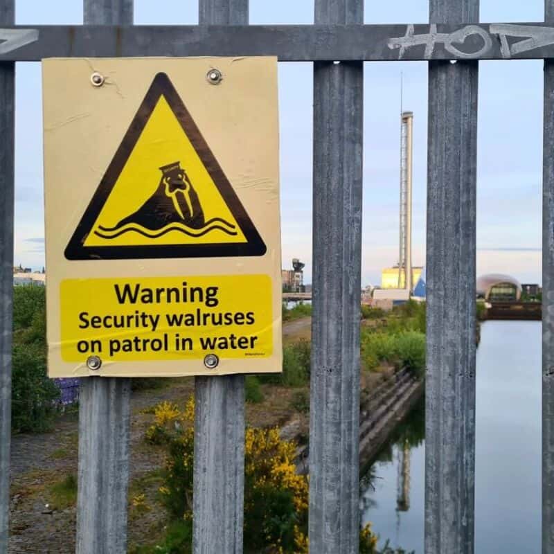 Security walruses on patrol in water.