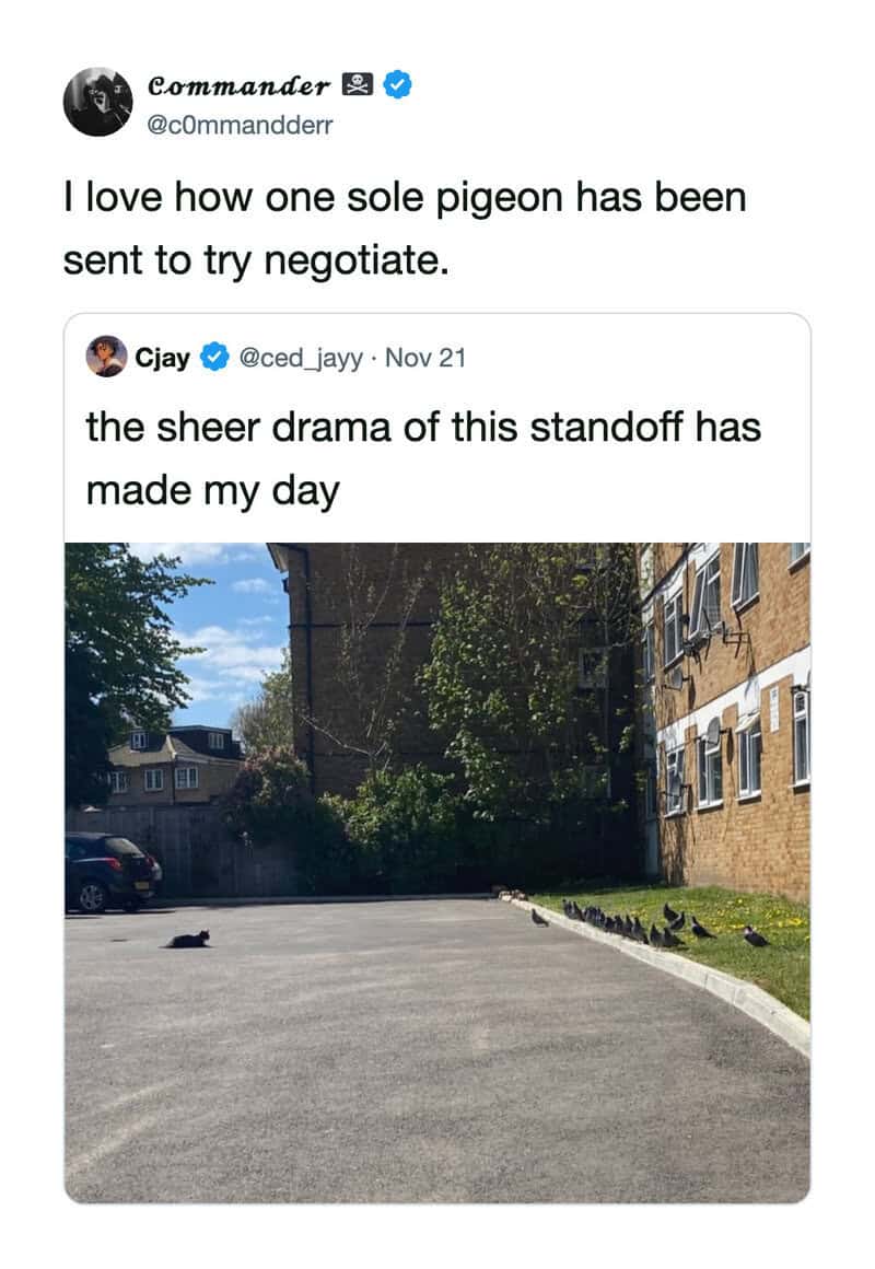 Twitter comments about a pigeon standoff with a photo of pigeons on a street.