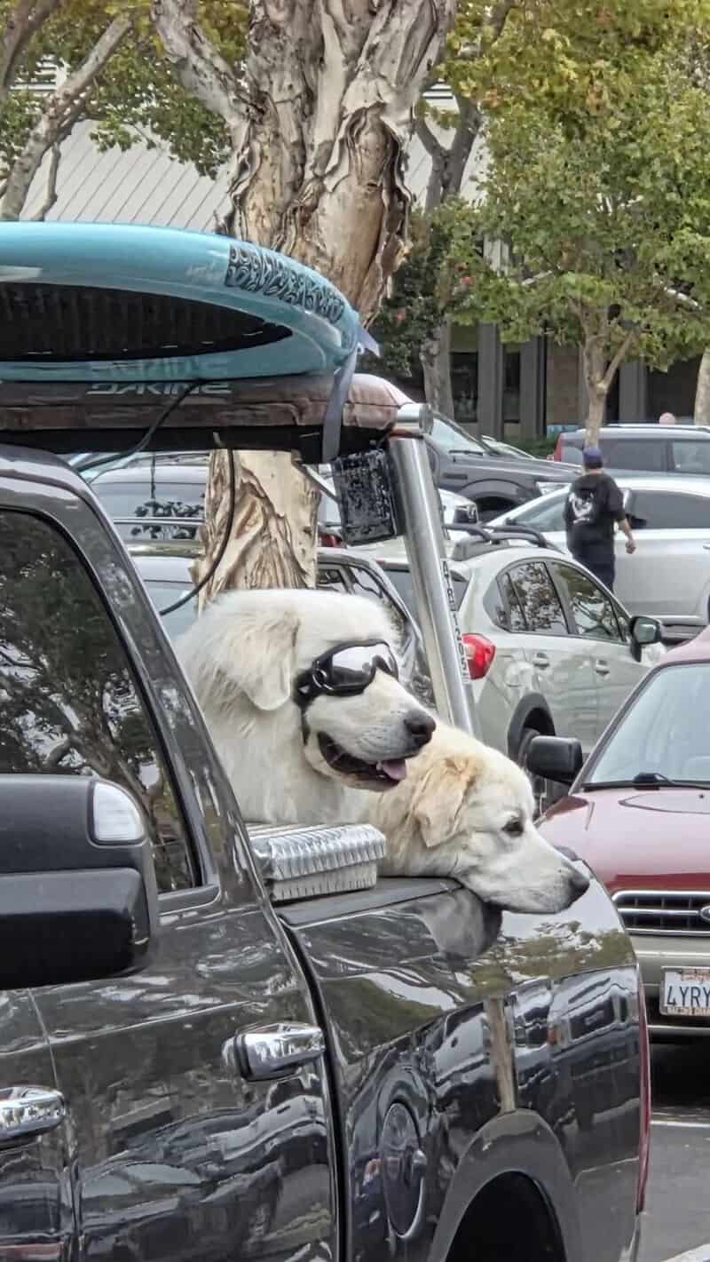 Two dogs sticking their heads out of a car window, one with sunglasses.