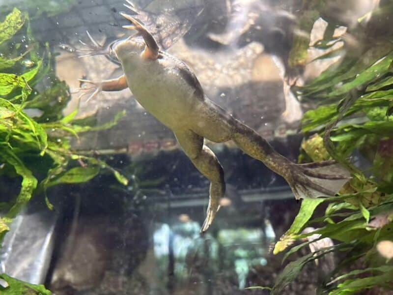Frog with a long tongue catching a fly underwater.