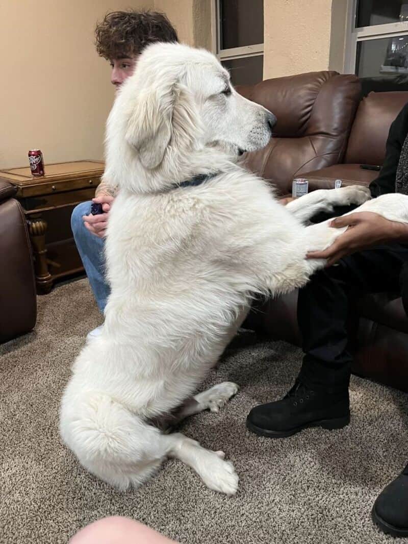 Large white dog sitting on hind legs with front paws on person's lap, indoors.