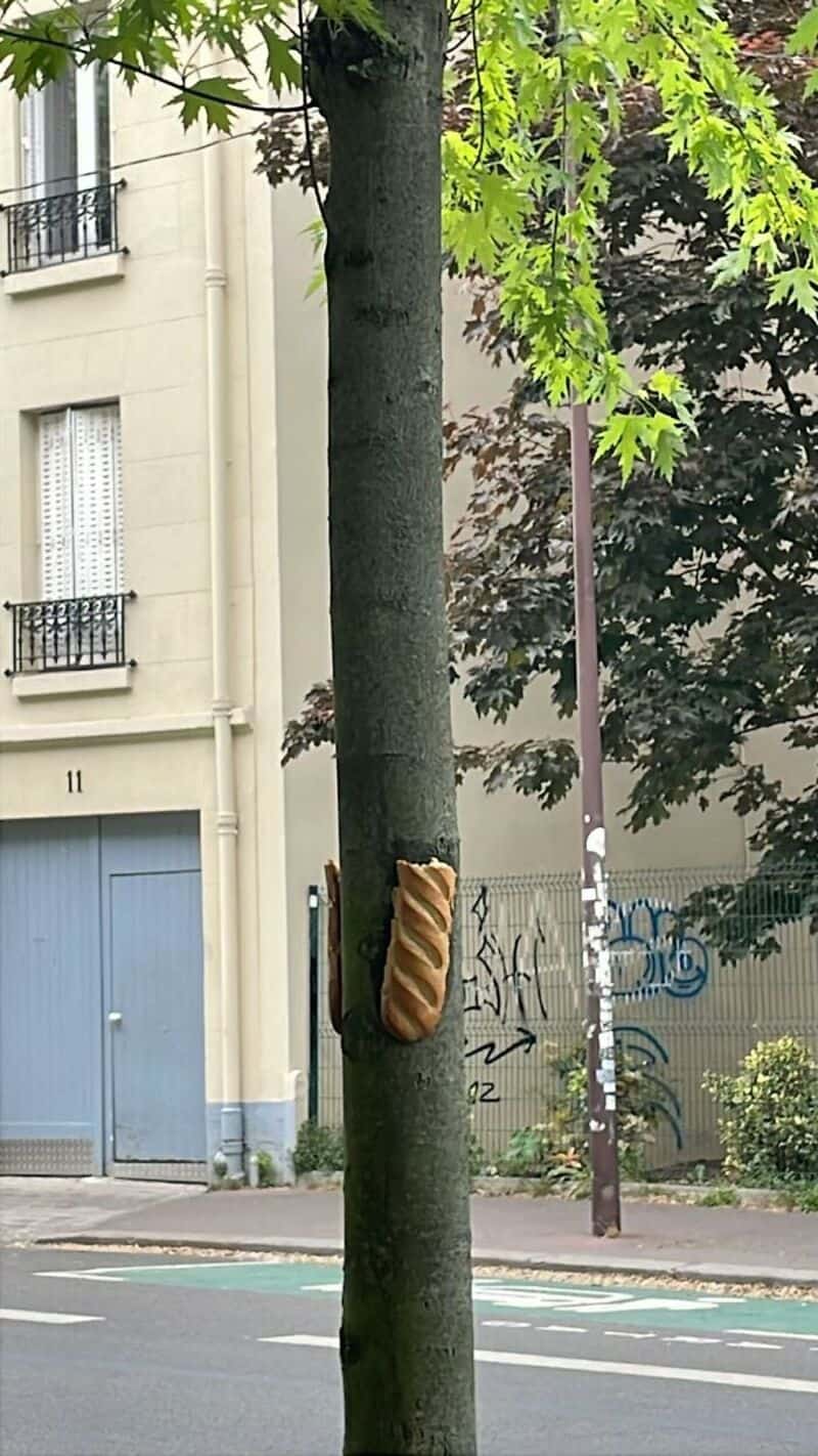Tree with a bread roll attached to its trunk in an urban setting.