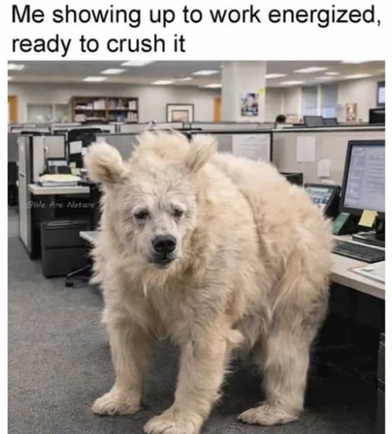 Dog in an office with the caption 'Me showing up to work energized, ready to crush it'.