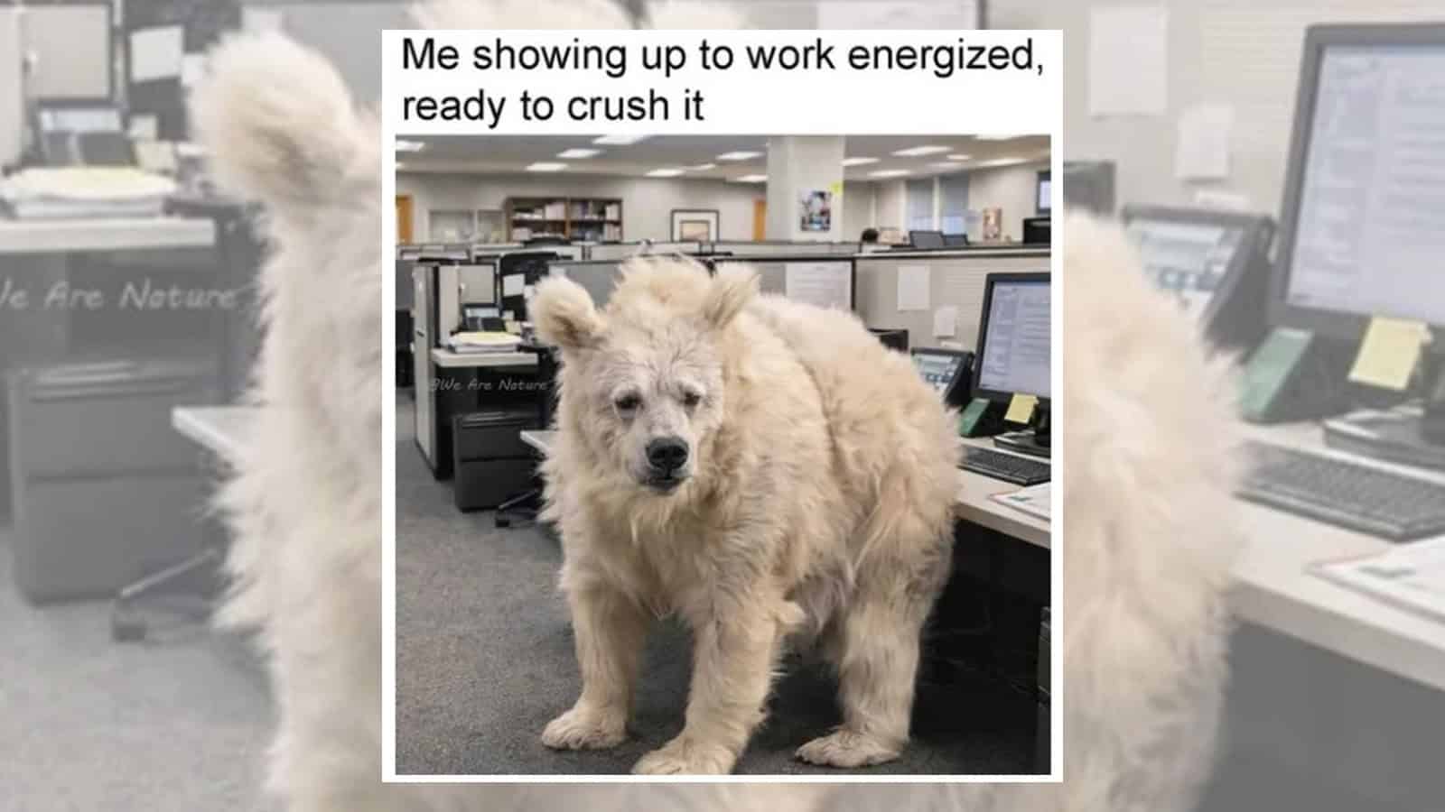Dog in an office with the caption: 'Me showing up to work energized, ready to crush it'.