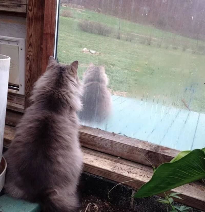 Two cats looking out a window, one inside and one outside, with rain on the glass.