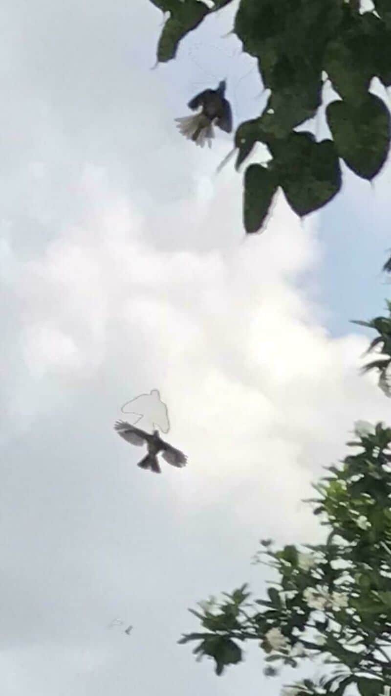 Two birds flying in the sky with clouds and tree leaves.