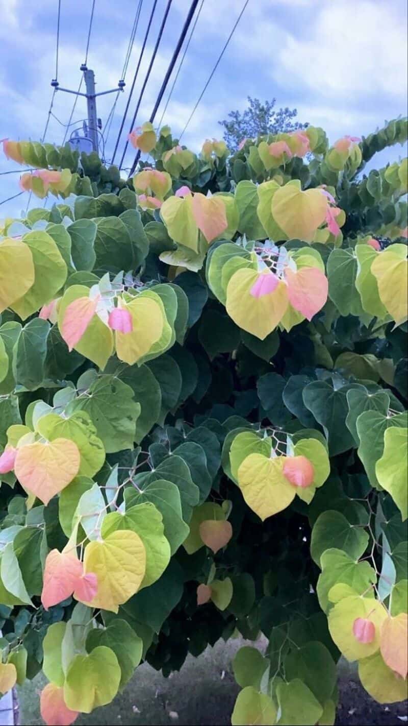 Colorful heart-shaped leaves on a plant with power lines and sky in the background.