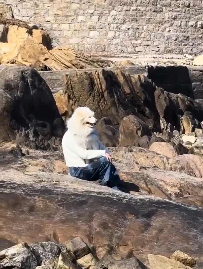 Dog with a human-like beard sitting on rocks by the water.
