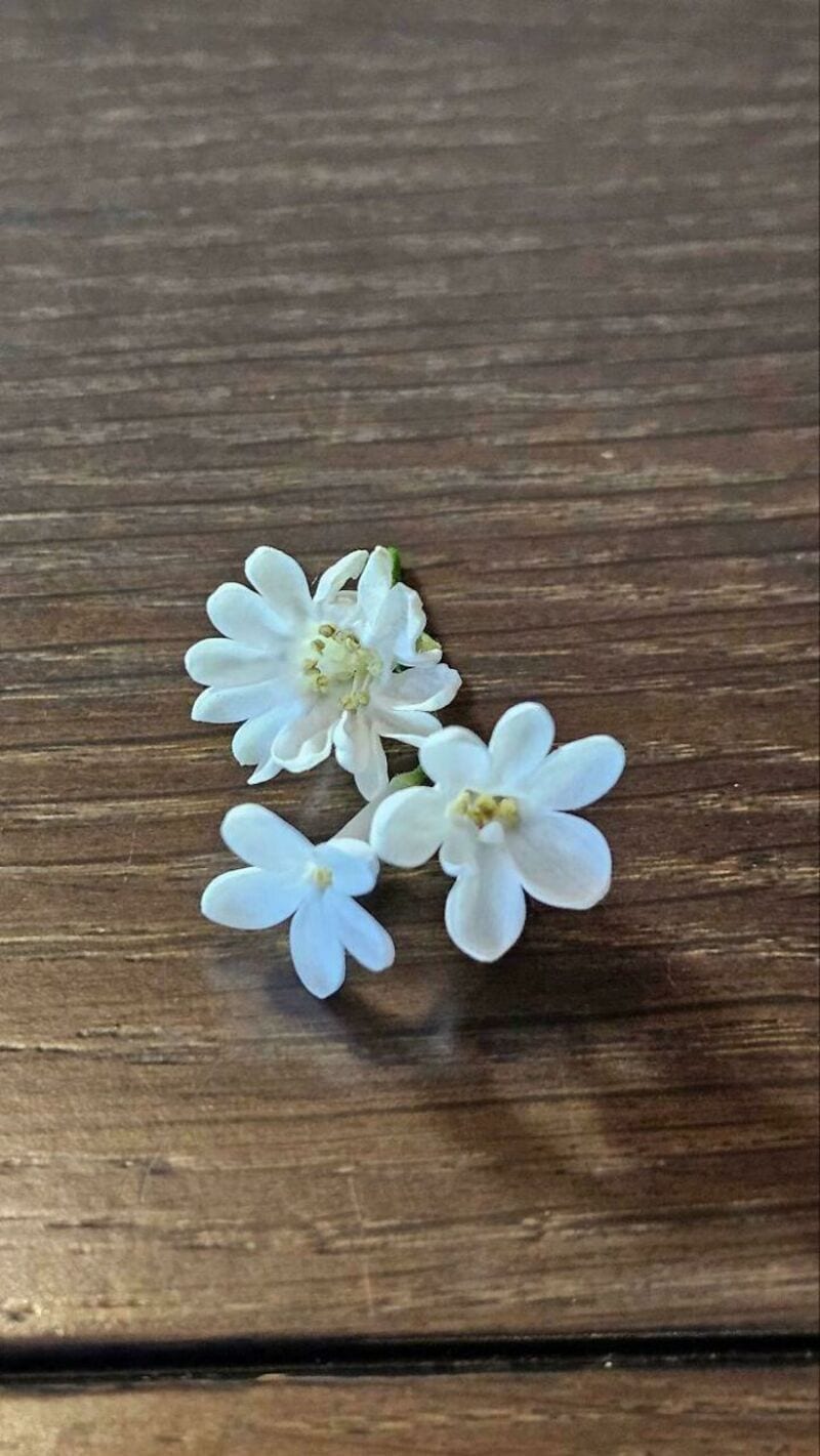 Four small white flowers on a wooden surface.
