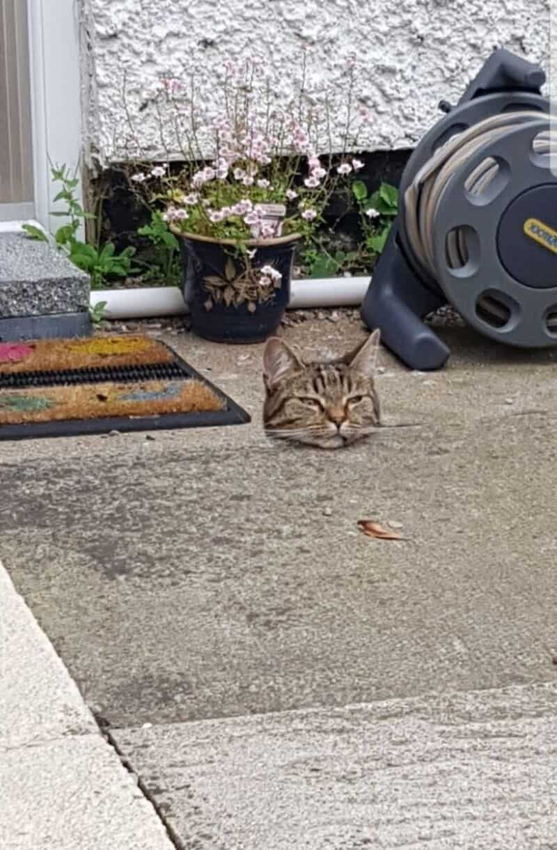 Cat's head peeking out from a hole in the concrete ground.