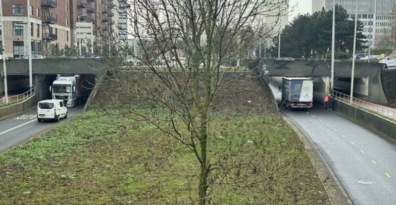 Tree in the middle of a divided highway with cars and trucks around it.