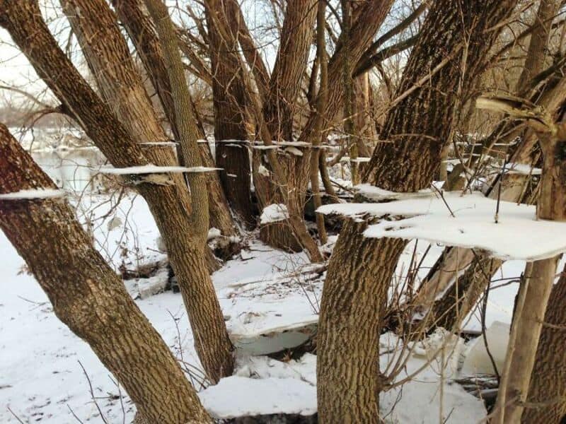 Snow-covered tree branches with a frozen lake in the background.