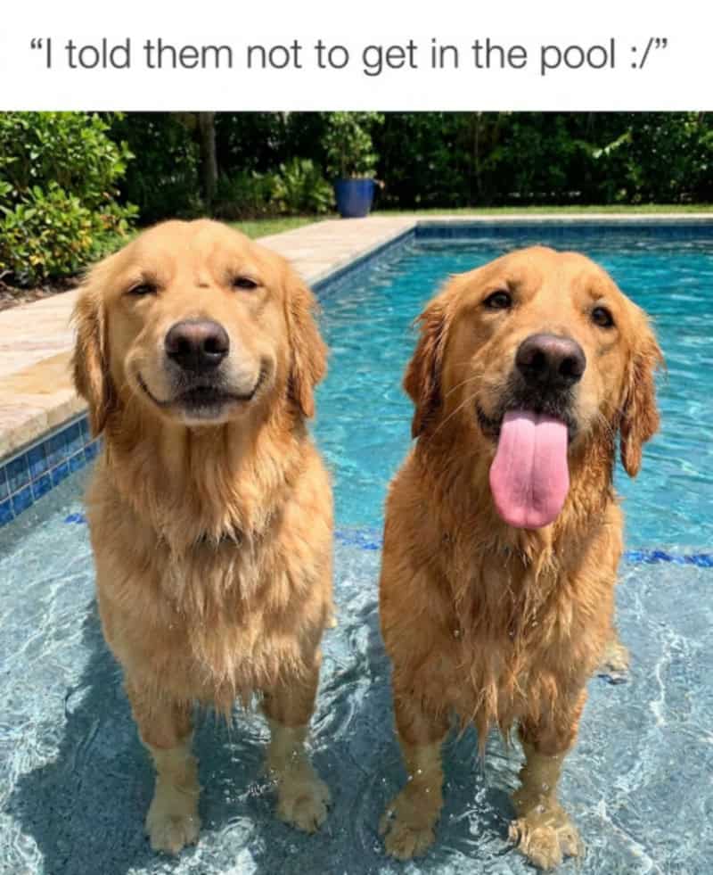 Two golden retrievers in a pool with a caption about not getting in the pool.