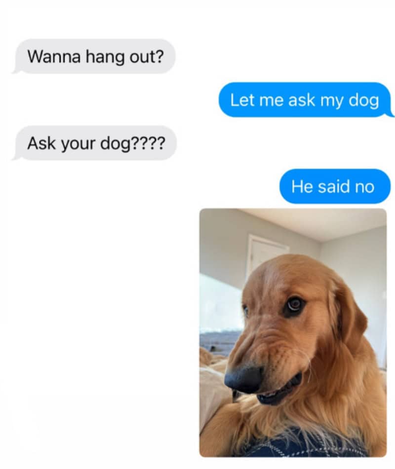 Conversation about hanging out with a dog, with a photo of a golden retriever.