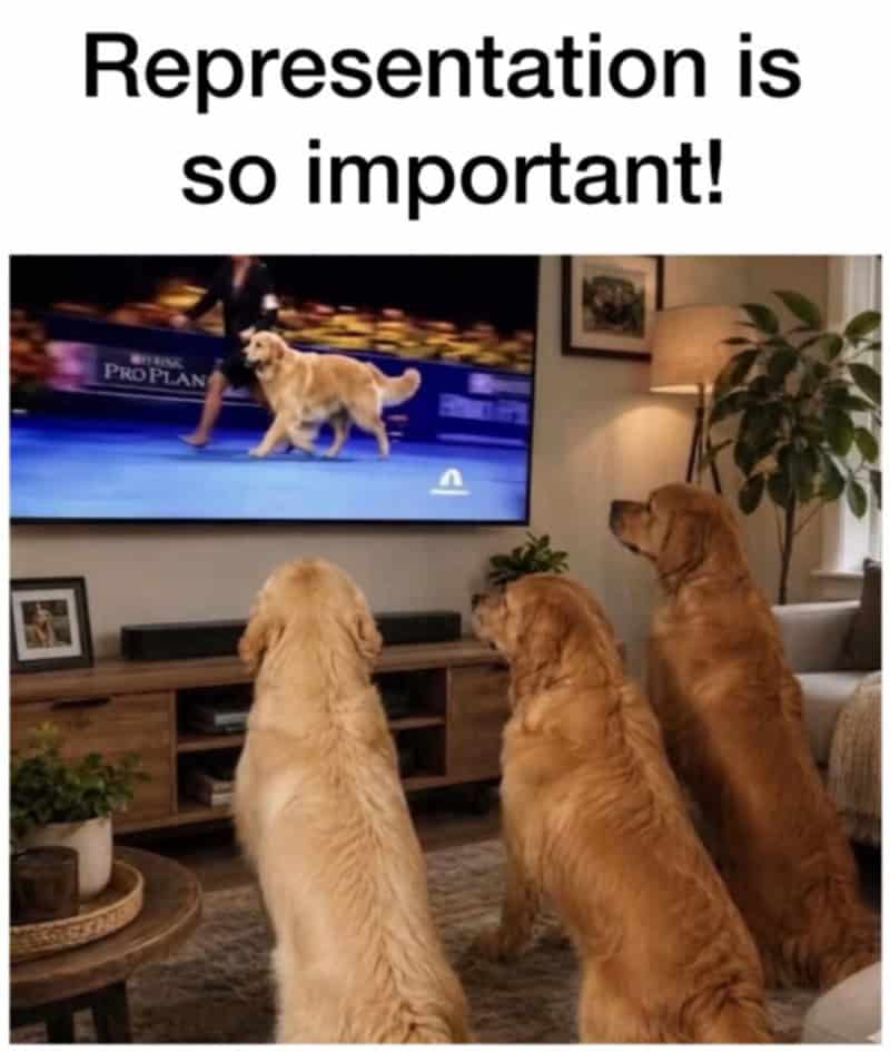 Three golden retrievers watching TV with the text 'Representation is so important!'.