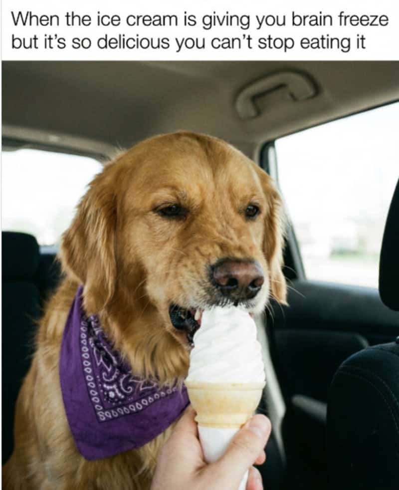 Golden retriever dog with purple bandana eating ice cream in car.