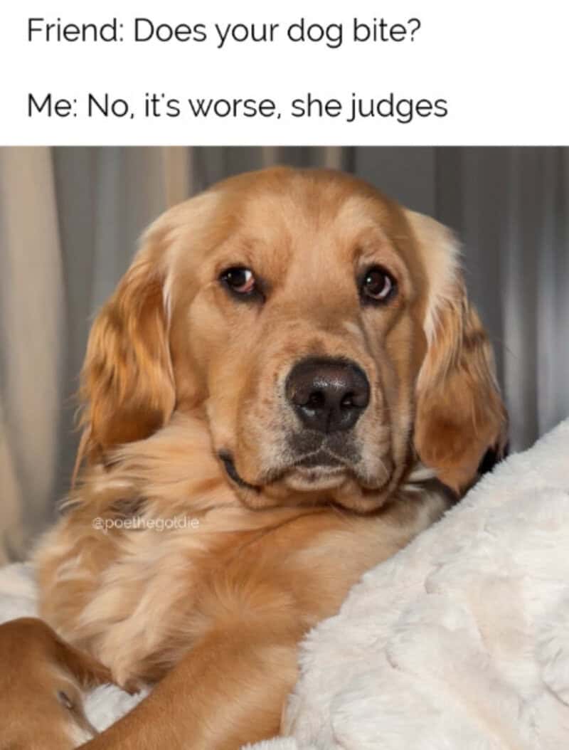 Golden retriever with a serious expression, lying on a white blanket.