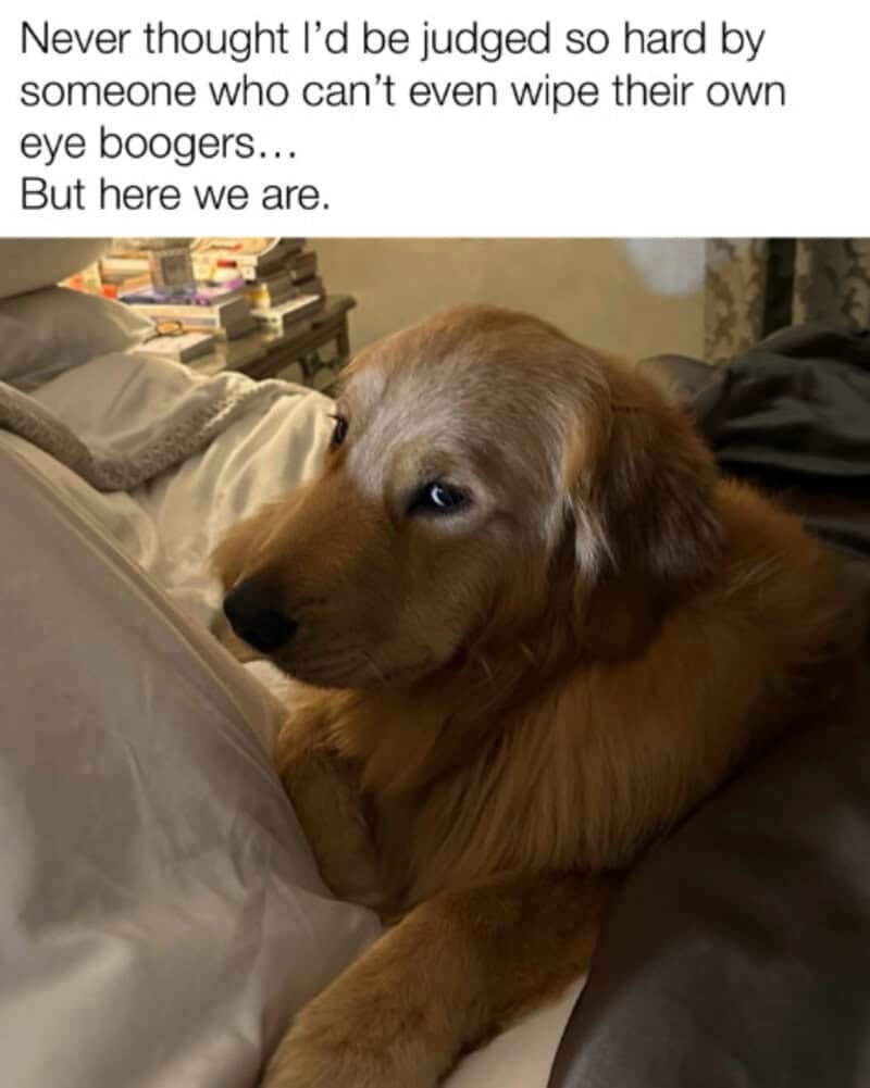 Golden retriever puppy lying on bed with a thoughtful expression.