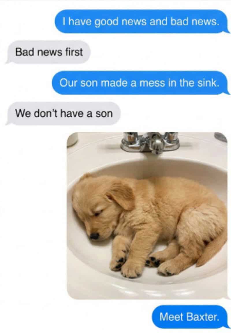 Cute golden retriever puppy sleeping in a sink with humorous text messages.