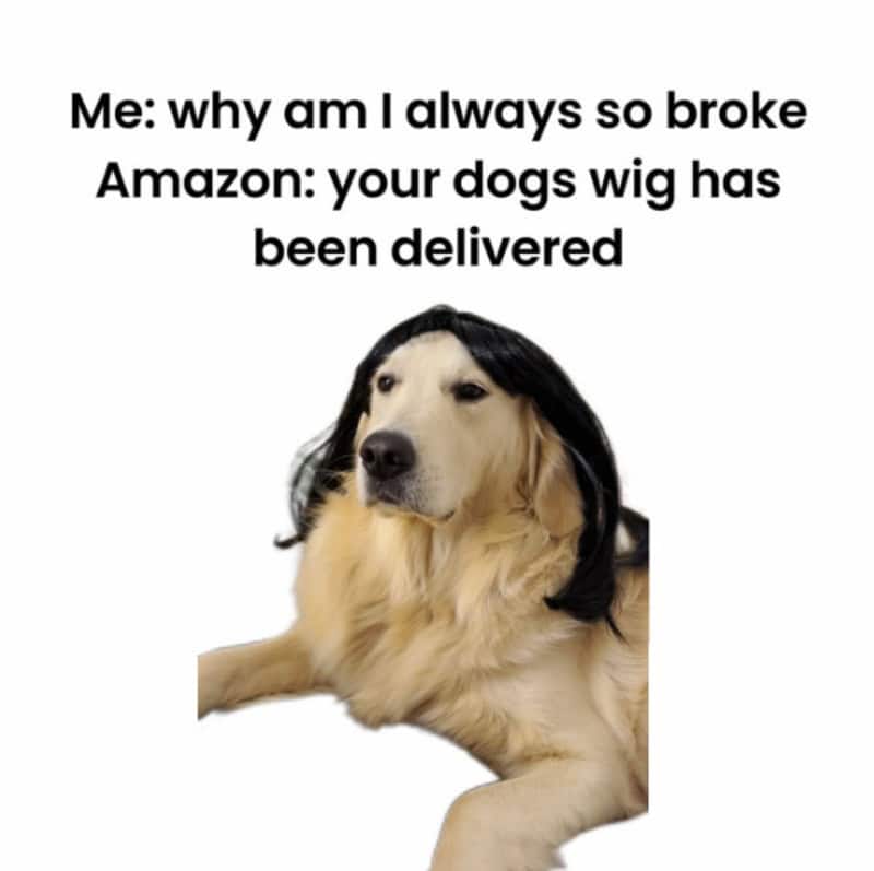 Dog with wig and text about being broke and Amazon delivery.