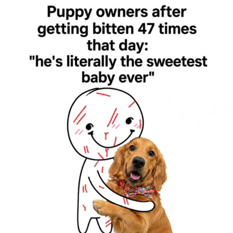 Puppy with a drawn face hugging a real golden retriever puppy, text about puppy bites.