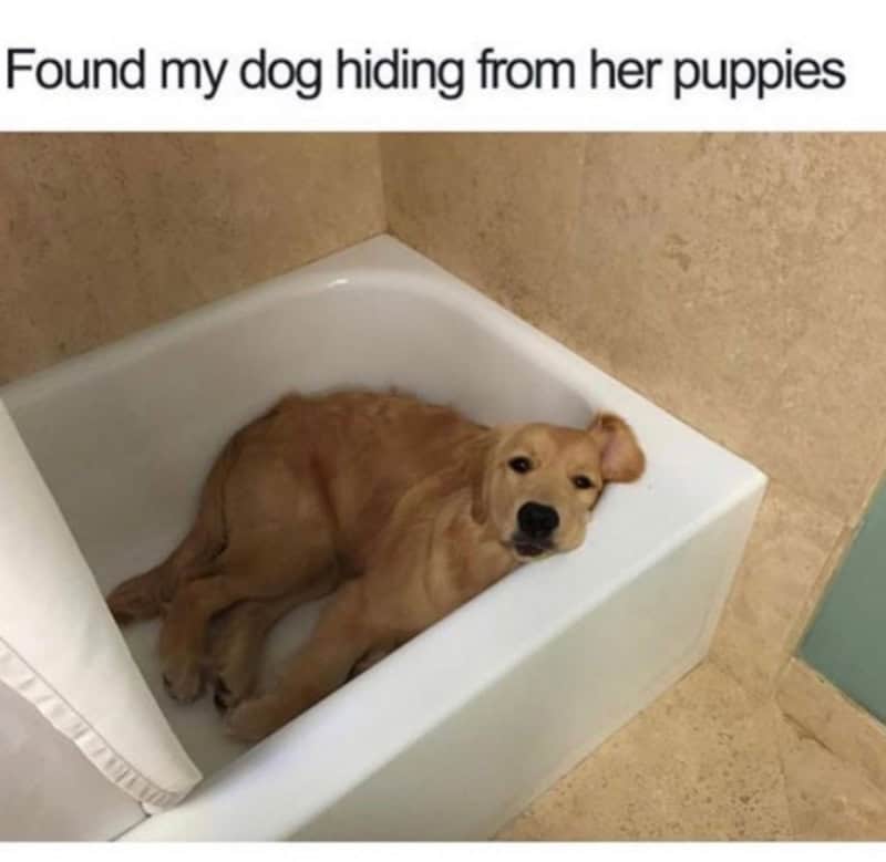 Golden retriever lying in a white bathtub with text 'Found my dog hiding from her puppies'.