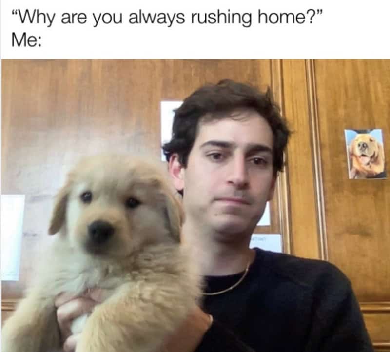 Man holding a fluffy puppy with a humorous caption about rushing home.