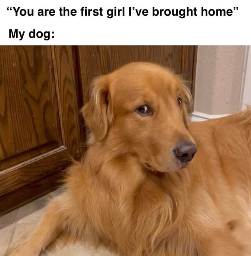 Golden retriever dog with a slightly sad expression, lying on the floor.