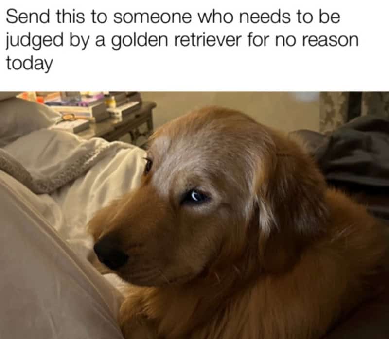 Golden retriever puppy with a sad expression, lying on a bed.