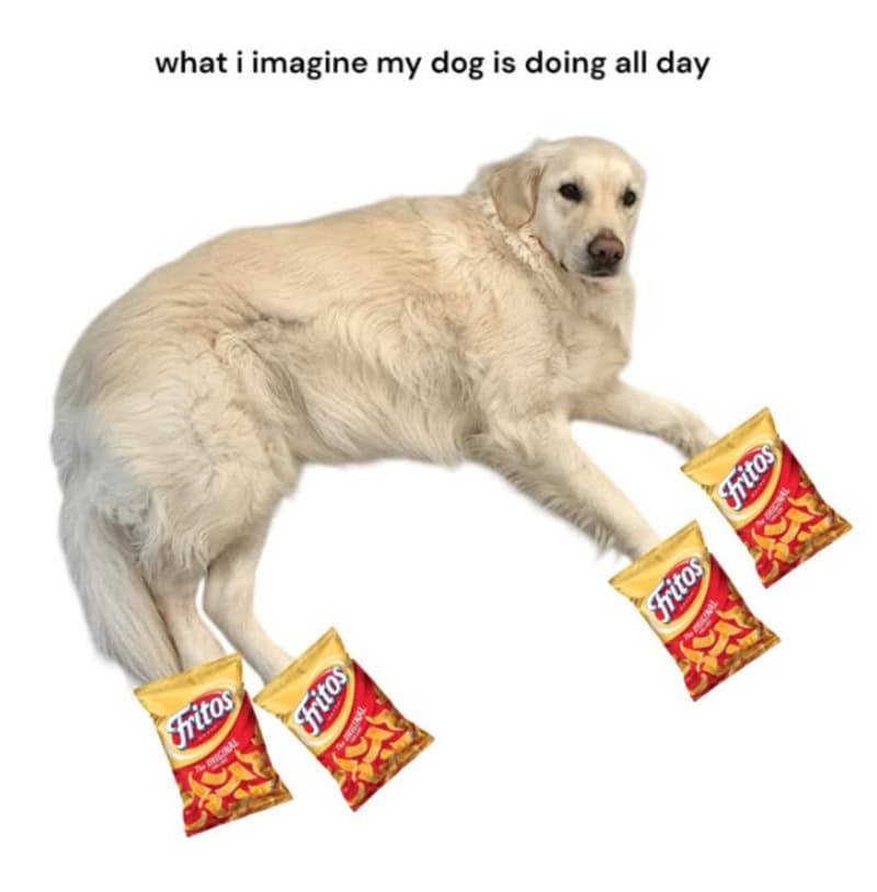 Golden retriever with Fritos bags on paws, captioned 'what i imagine my dog is doing all day'.