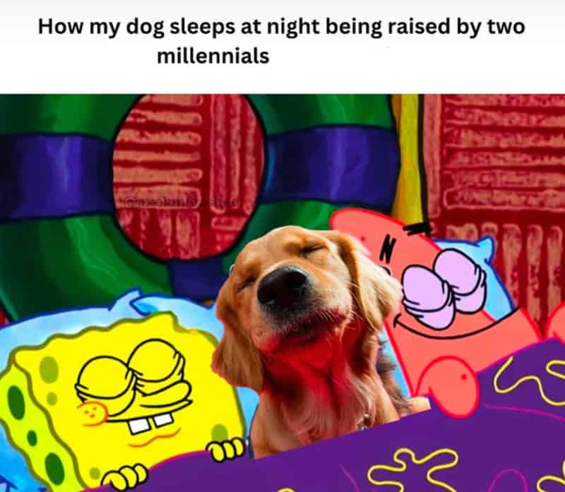 Golden retriever dog sleeping with meme characters in the background.