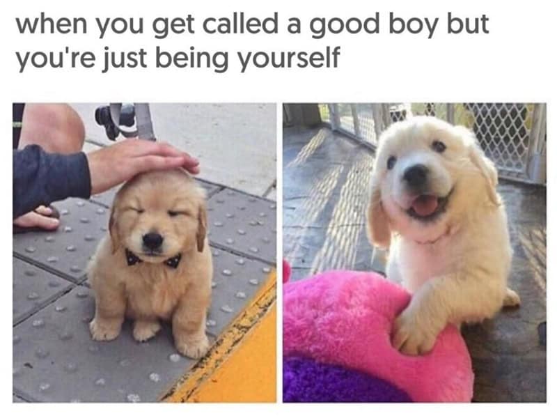 Cute golden retriever puppy being petted, smiling puppy with pink blanket.