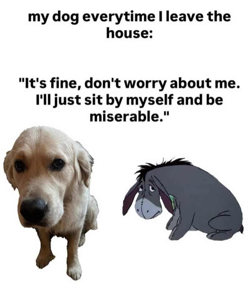 Golden retriever and sad cartoon dog with meme text about leaving the house.