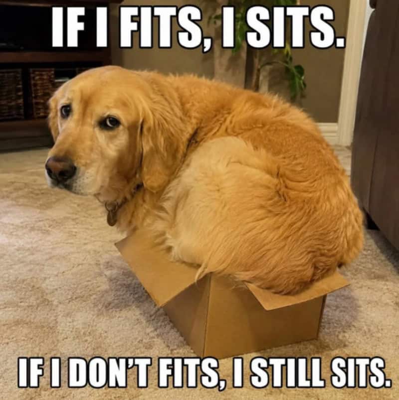 Golden retriever sitting in a box with text about fitting and sitting.