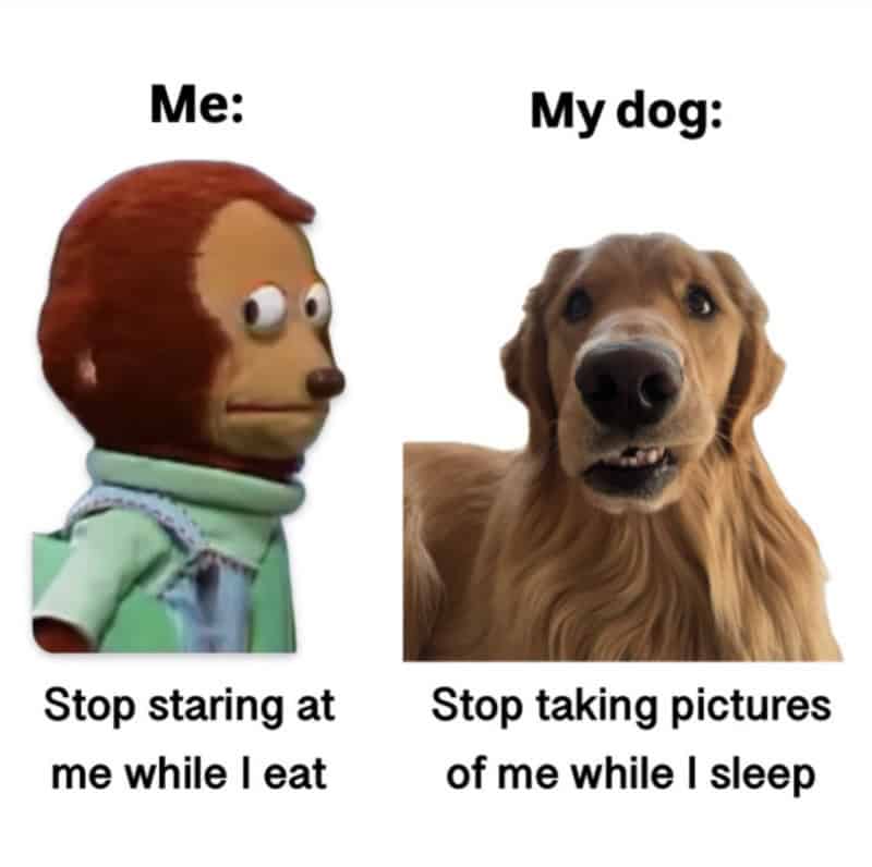 Comparison meme of a puppet and a dog with captions about staring and taking pictures.