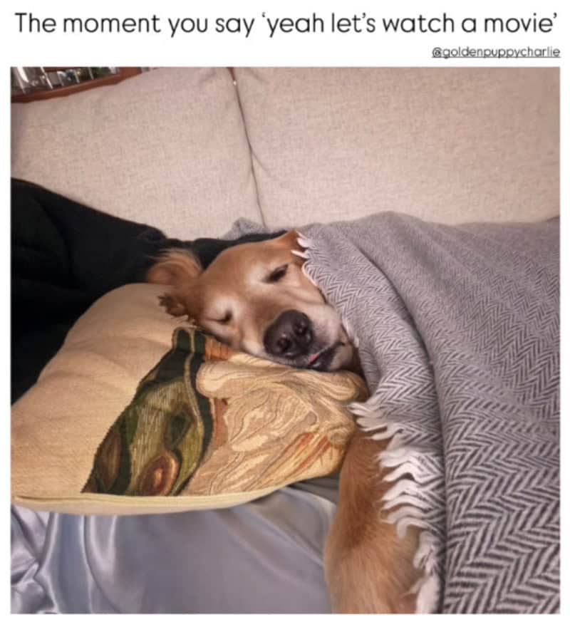 Golden retriever sleeping on a couch with a blanket, caption about watching a movie.