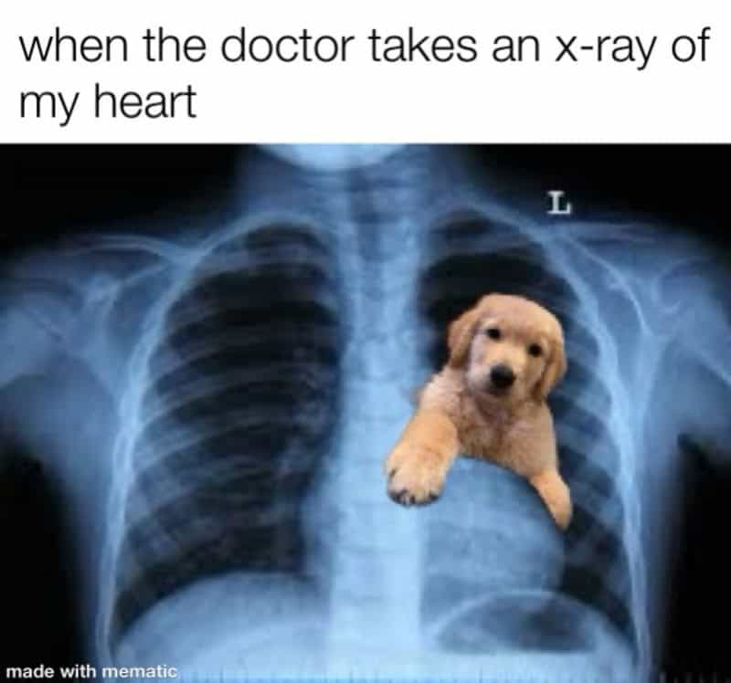 Funny meme with a puppy in an X-ray image and text about a doctor taking an X-ray of the heart.