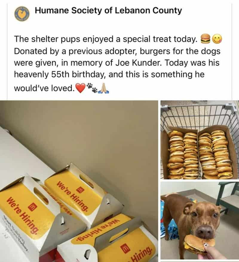 Dogs enjoying burgers at the shelter, with boxes and a dog in the image.