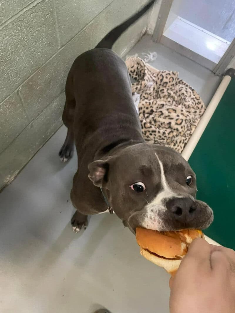Dog with a burger in its mouth at the shelter, leopard print blanket nearby.